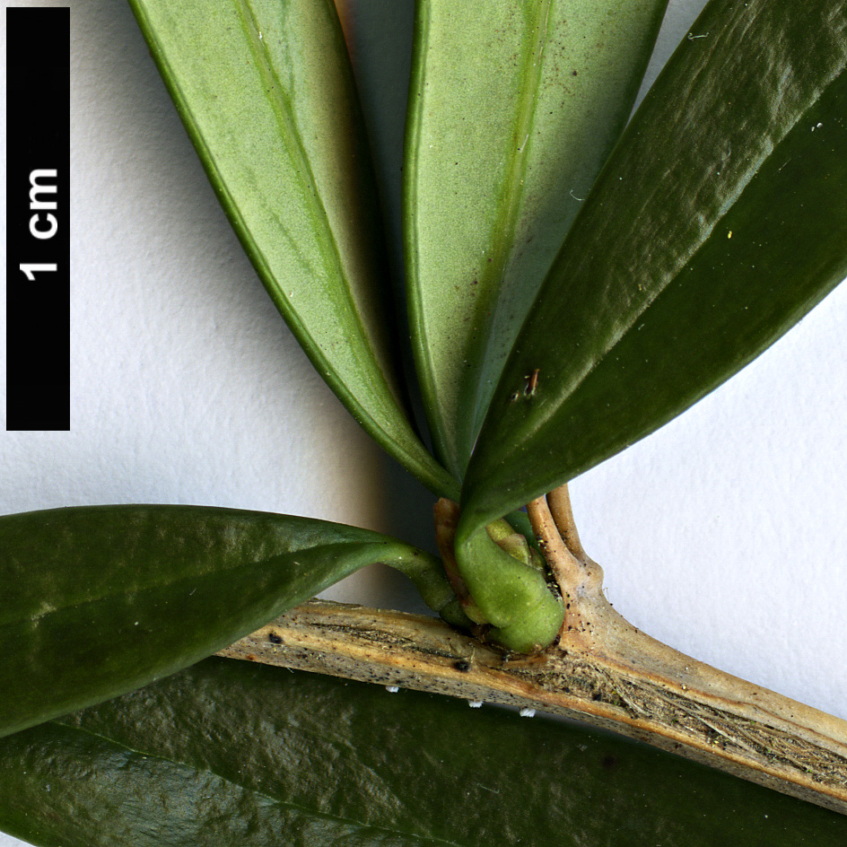 High resolution image: Family: Berberidaceae - Genus: Berberis - Taxon: trigona - SpeciesSub: 'Orange King'